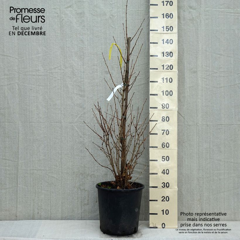 Ginkgo biloba Eiffel 30L/35L pot sample as delivered in winter