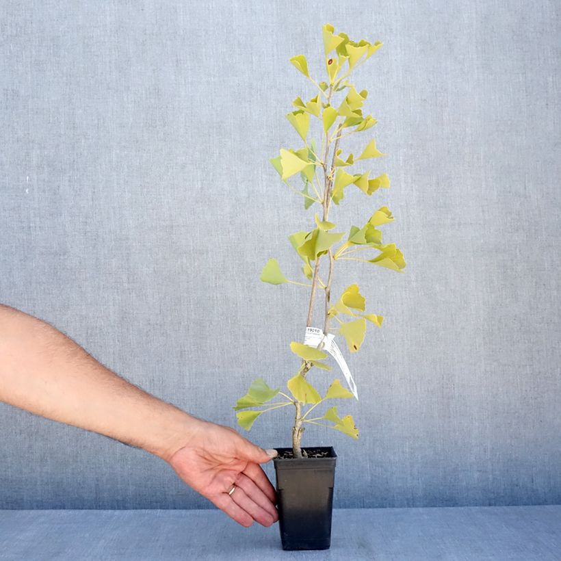 Ginkgo biloba Gold Flame  Desginb2 1L/1.5L pot sample as delivered in summer