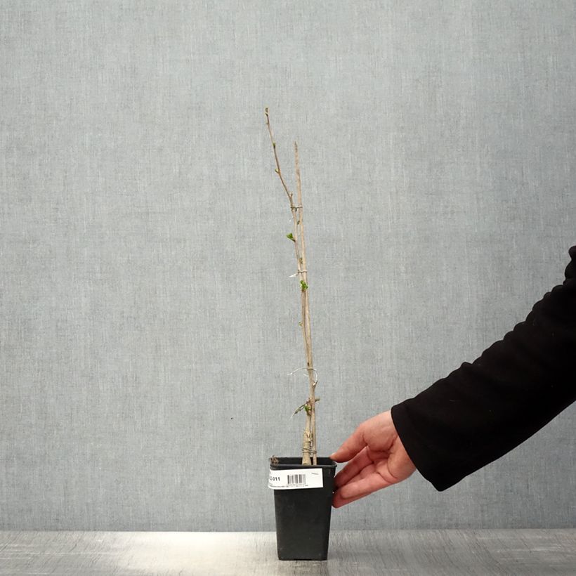 Ginkgo biloba Gold Flame  Desginb2 1L/1.5L pot sample as delivered in spring