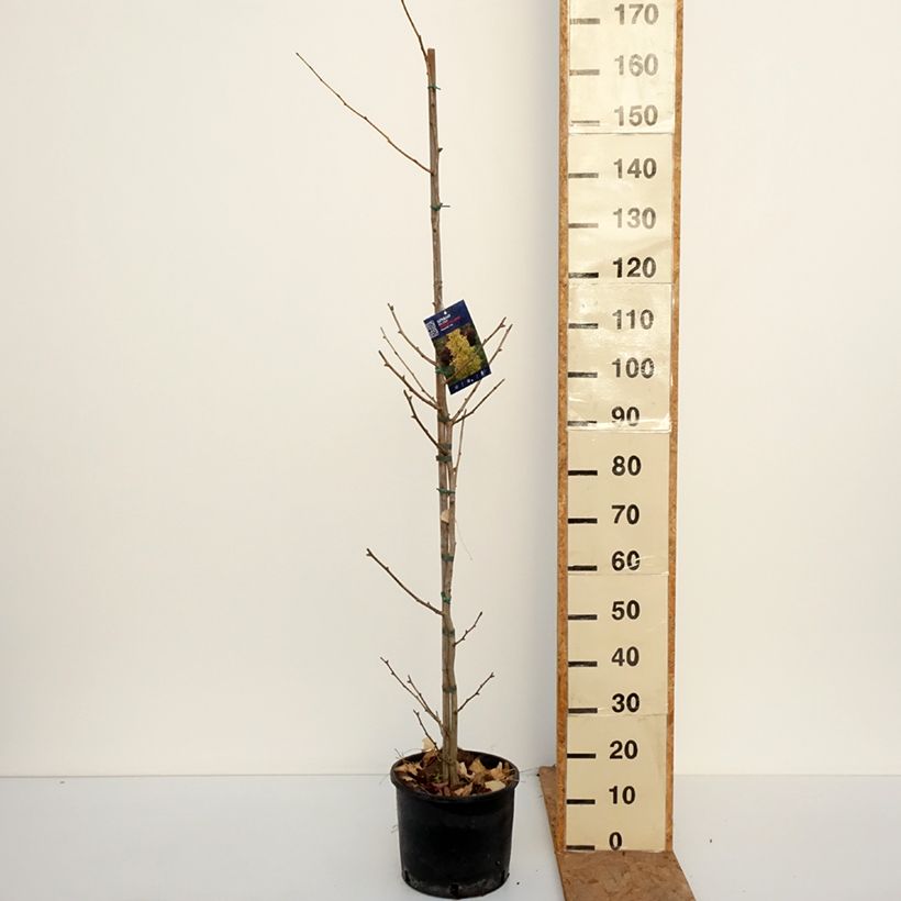 Ginkgo biloba Gold Flame  Desginb2 7.5L/10L pot sample as delivered in autumn