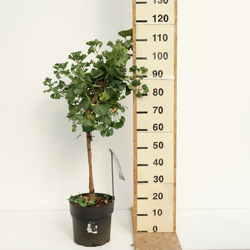 Ginkgo biloba Mariken 7.5L/10L pot, Standard sample as delivered in summer