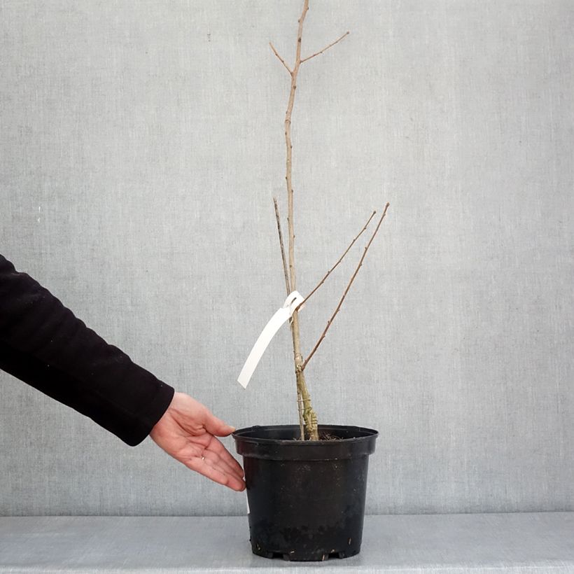 Ginkgo biloba Menhir 4L/5L pot sample as delivered in winter
