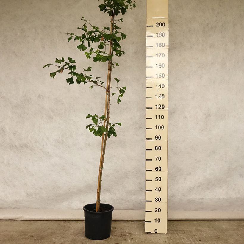 Ginkgo biloba - Maidenhair Tree 6L/7L pot sample as delivered in summer