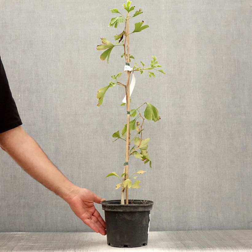 Ginkgo biloba - Maidenhair Tree 2L/3L pot sample as delivered in summer