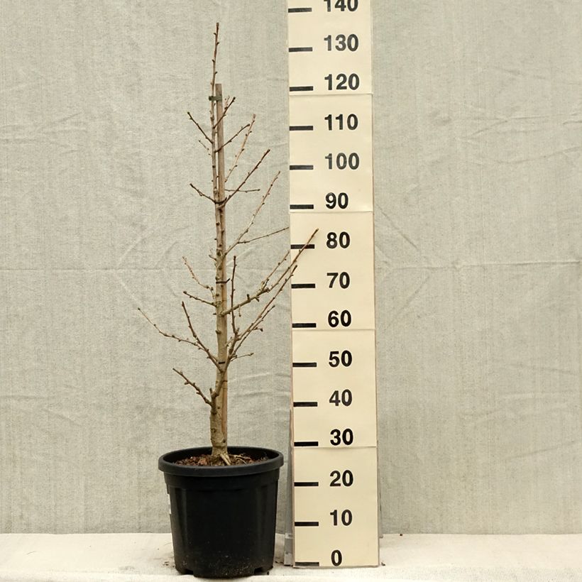 Ginkgo biloba Simon 18L/20L pot sample as delivered in spring