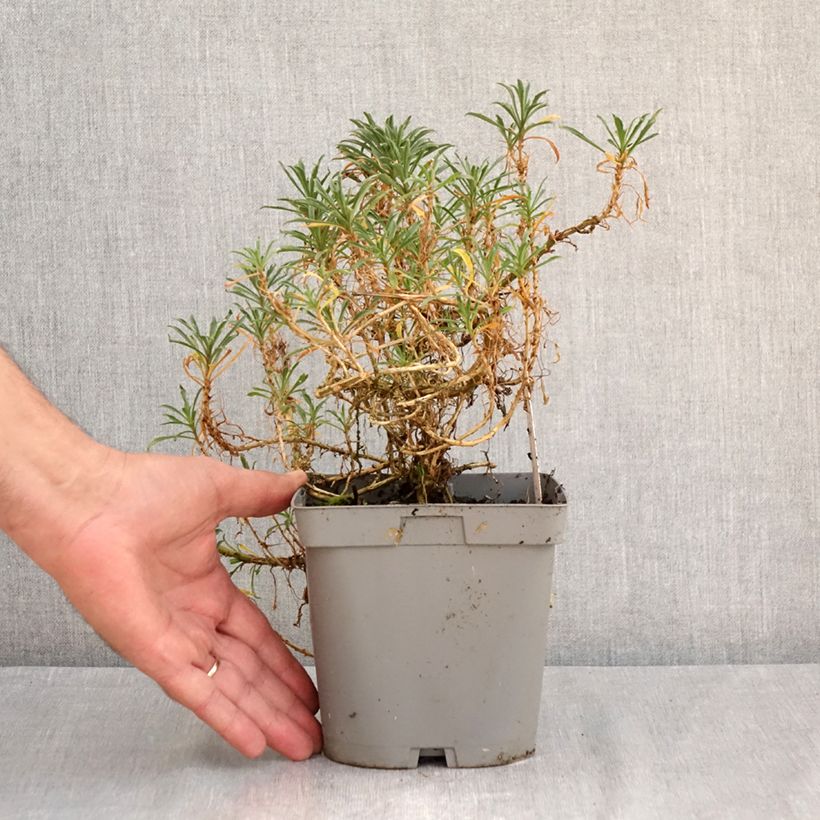 Erysimum Constant Cheer - Wallflower 2L/3L pot sample as delivered in summer