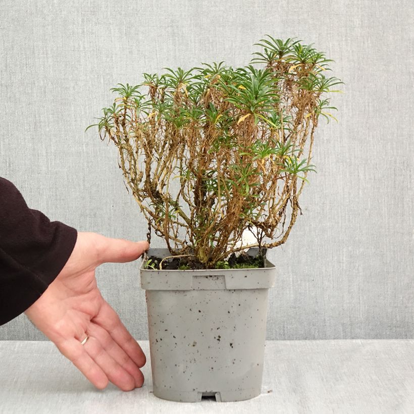 Erysimum Constant Cheer - Wallflower 2L/3L pot sample as delivered in autumn