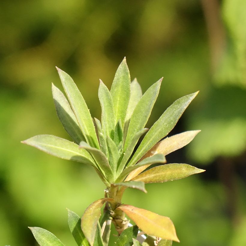 Erysimum cheiri Colour Vibe Orange - Perennial wallflower (Foliage)