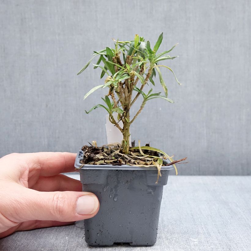 Erysimum cheiri Colour Vibe Orange - Perennial wallflower 8/9 cm pot sample as delivered in winter