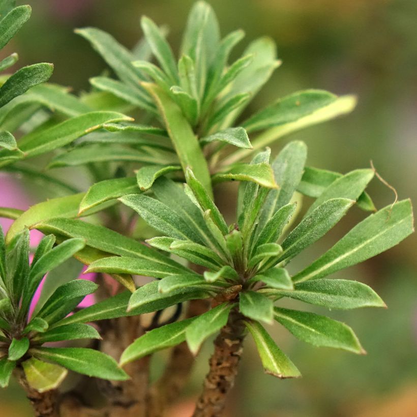 Erysimum cheiri Colour Vibe Purple - Perpetual wallflower (Foliage)