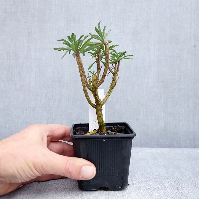 Erysimum cheiri Colour Vibe Purple - Perpetual wallflower 8/9 cm pot sample as delivered in autumn