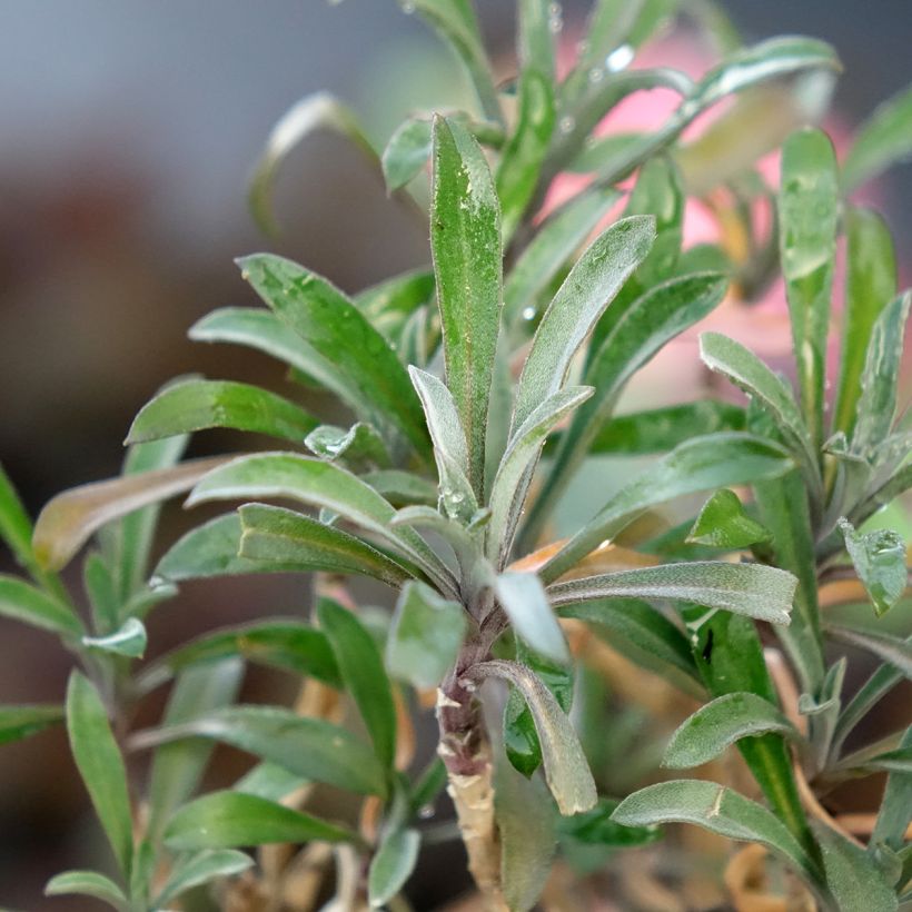 Erysimum Colour Vibe Red - Wallflower (Foliage)