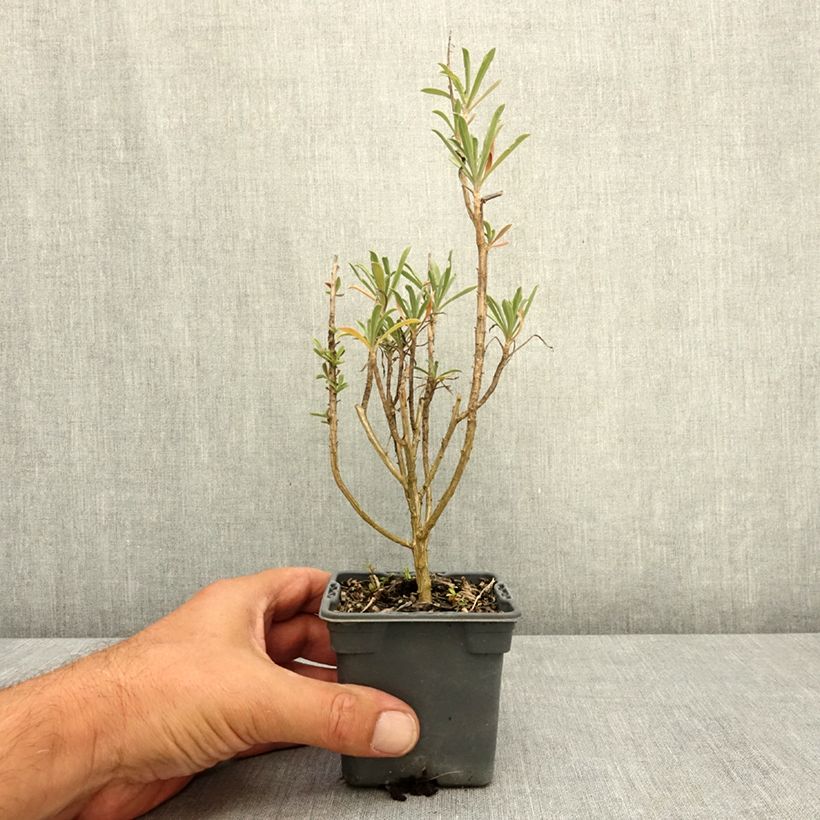 Erysimum Colour Vibe Red - Wallflower 8/9 cm pot sample as delivered in summer