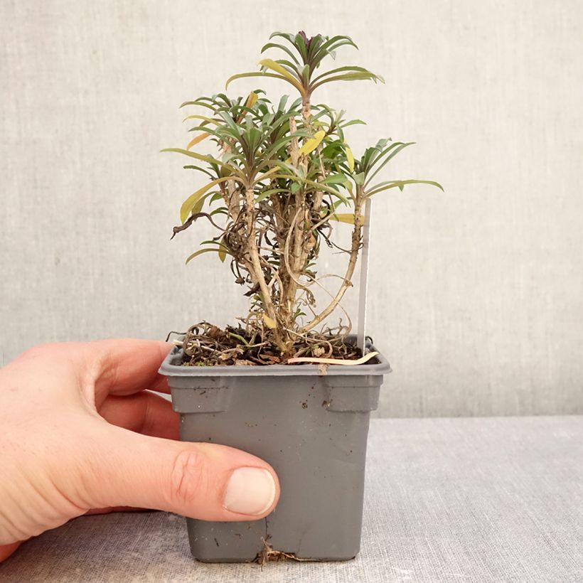 Erysimum Colour Vibe Red - Wallflower 8/9 cm pot sample as delivered in winter