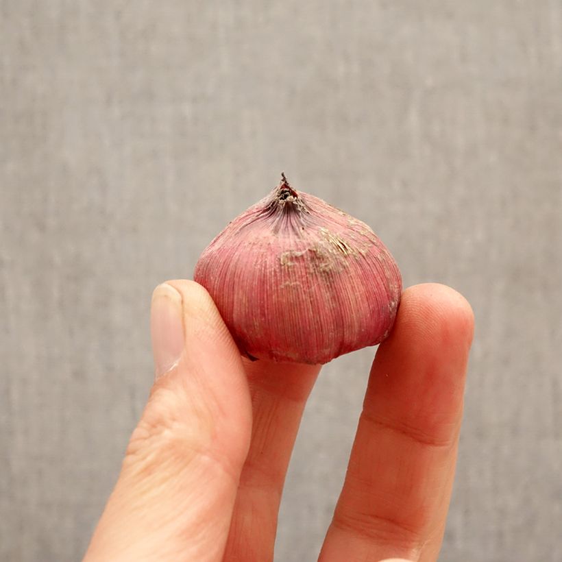 Gladiolus grandiflorus Amiga - Sword Lily Bulb size 12+ sample as delivered in spring