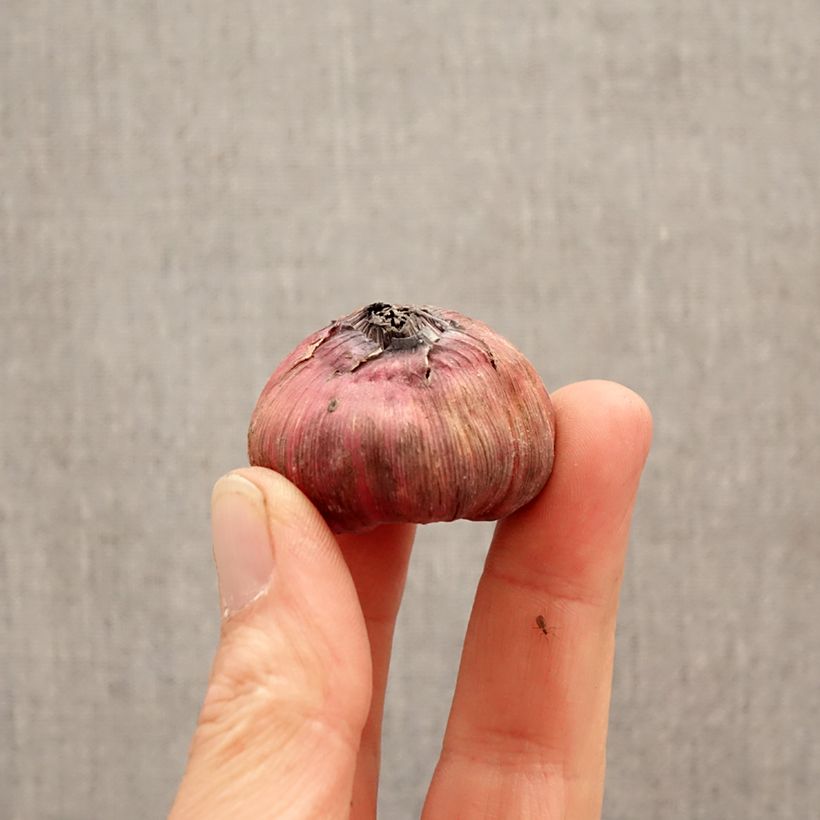 Gladiolus x grandiflorus Careless - Sword Lily Bulb size 12+ sample as delivered in spring