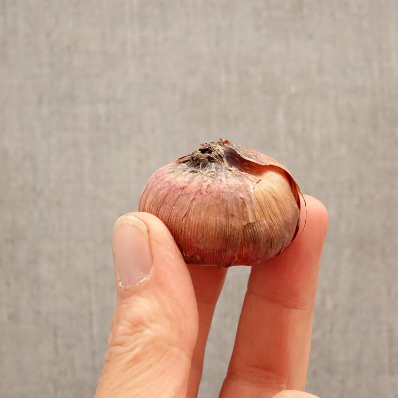 Gladiolus x grandiflorus Deep Purple - Sword Lily Bulb size 12+ sample as delivered in spring