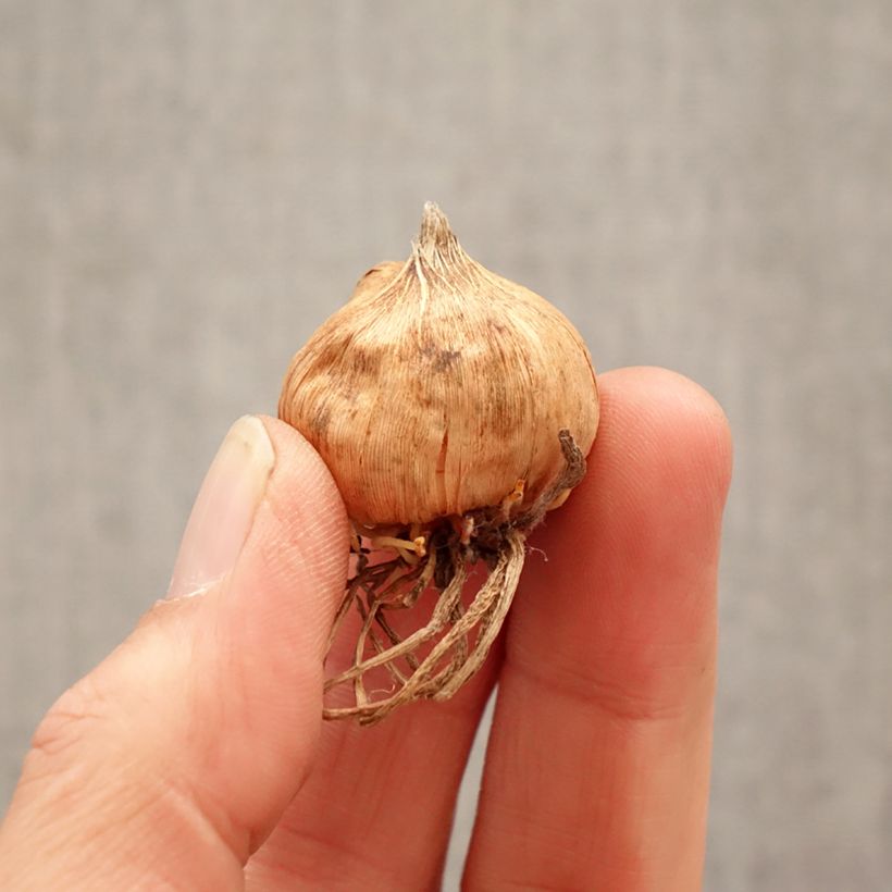 Gladiolus grandiflorus Emmy - Sword Lily Bulb size 8+ sample as delivered in spring