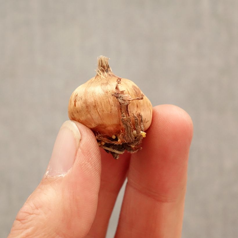 Gladiolus grandiflorus Evi - Sword Lily Bulb size 8+ sample as delivered in spring