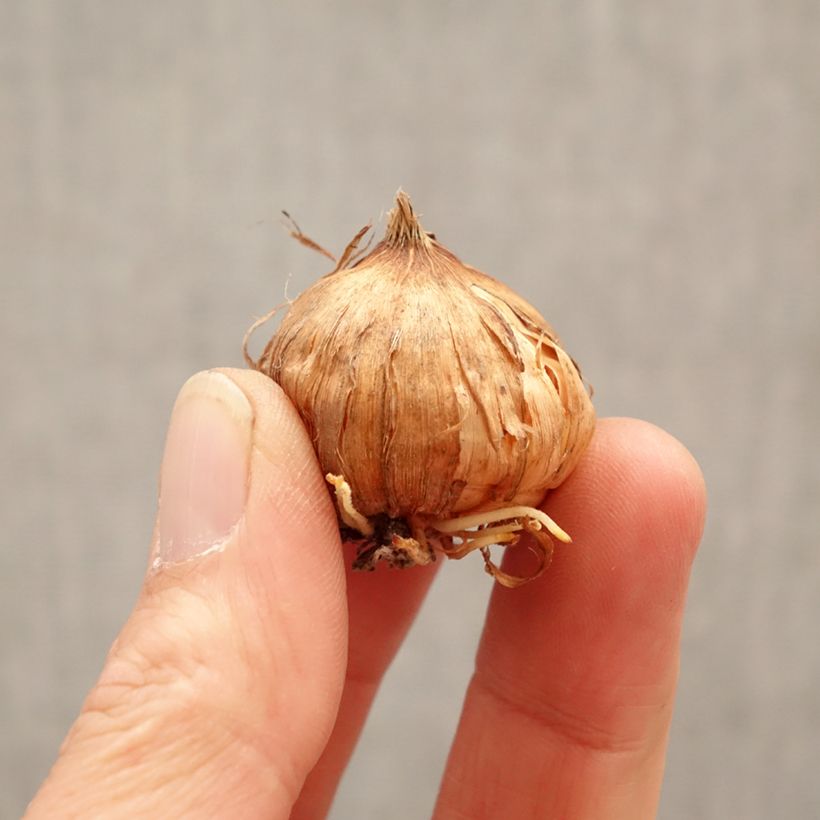 Gladiolus x grandiflorus Kim - Sword Lily Bulb size 8+ sample as delivered in spring