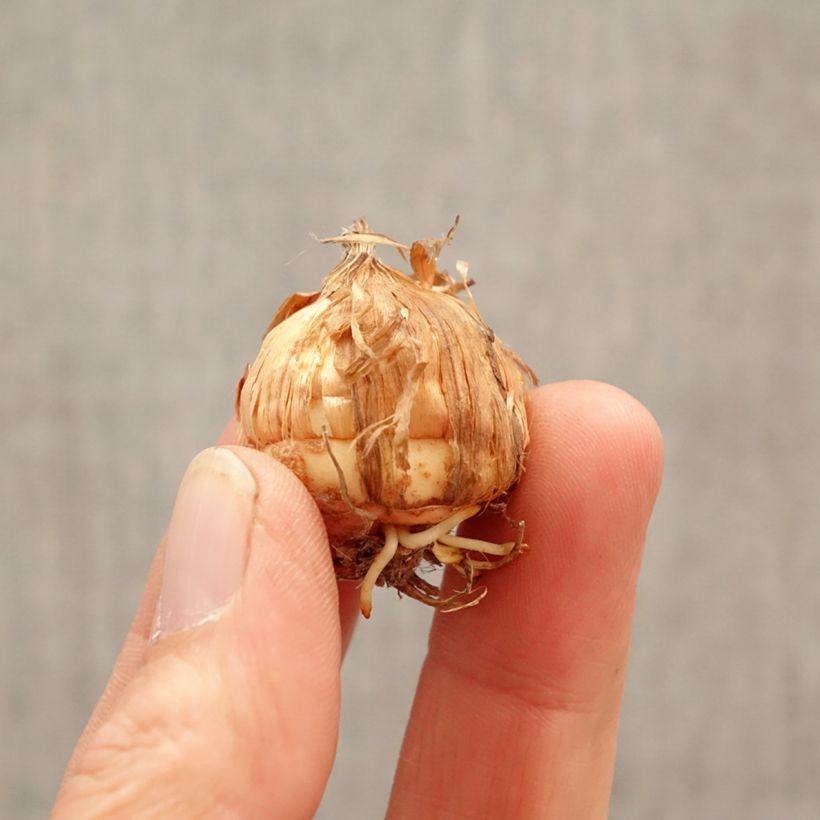 Gladiolus x grandiflorus Luna - Sword Lily Bulb size 8+ sample as delivered in spring