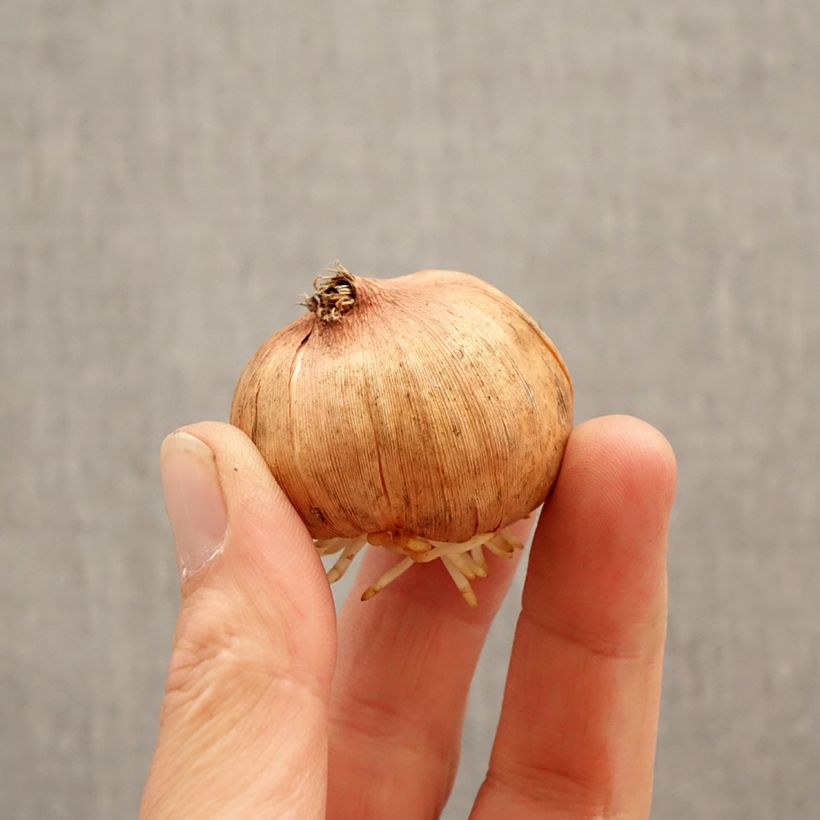 Gladiolus grandiflorus Hugo - Sword Lily Bulb size 12/14 sample as delivered in spring