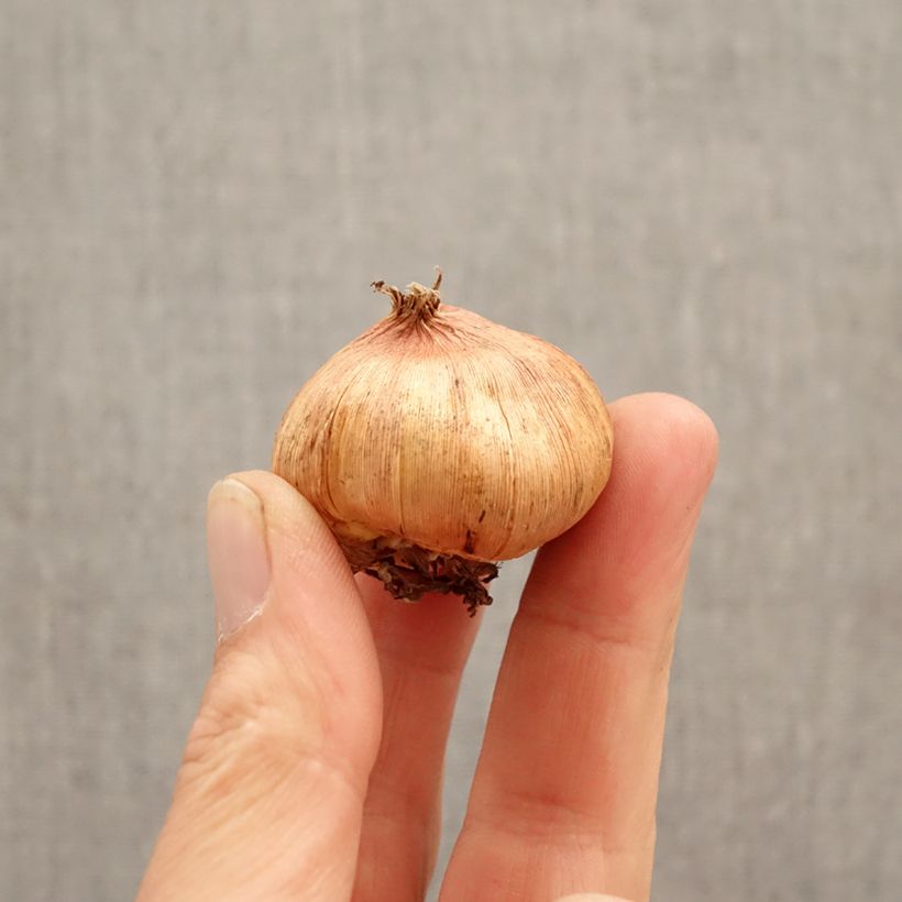 Gladiolus grandiflorus Tineke - Sword Lily Bulb size 12/14 sample as delivered in spring