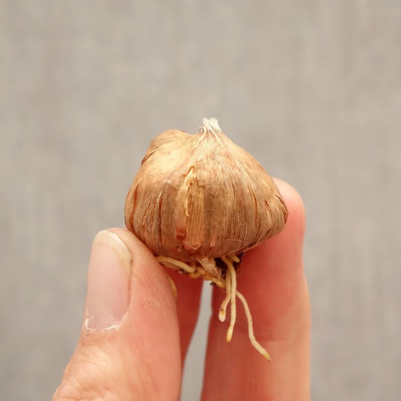 Gladiolus grandiflorus Peter - Sword Lily Bulb size 8+ sample as delivered in spring