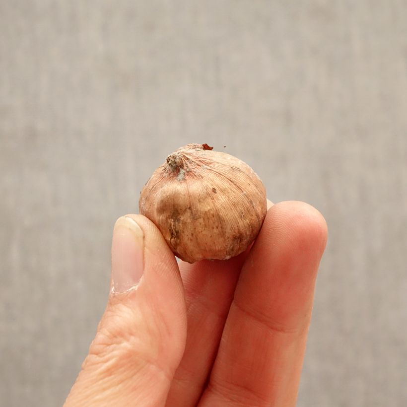 Gladiolus grandiflorus Tom - Sword Lily Bulb size 8+ sample as delivered in spring