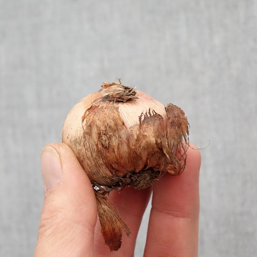 Gladiolus primulinus Adrienne - Sword Lily Bulb size 12+ sample as delivered in spring