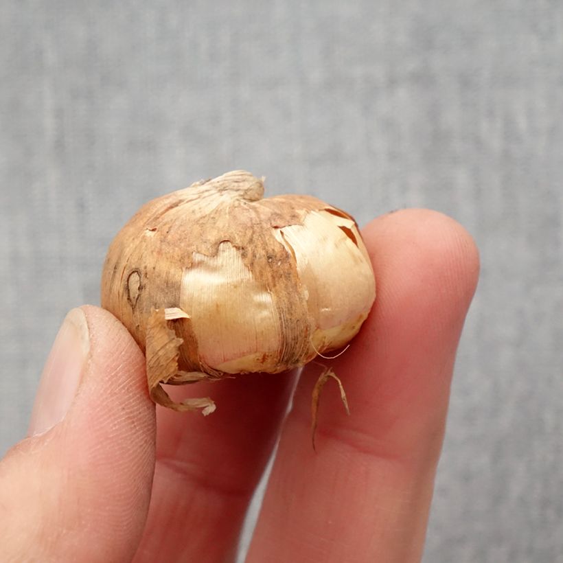 Gladiolus Frozen Sparks - Sword Lily Bulb size 10+ sample as delivered in spring