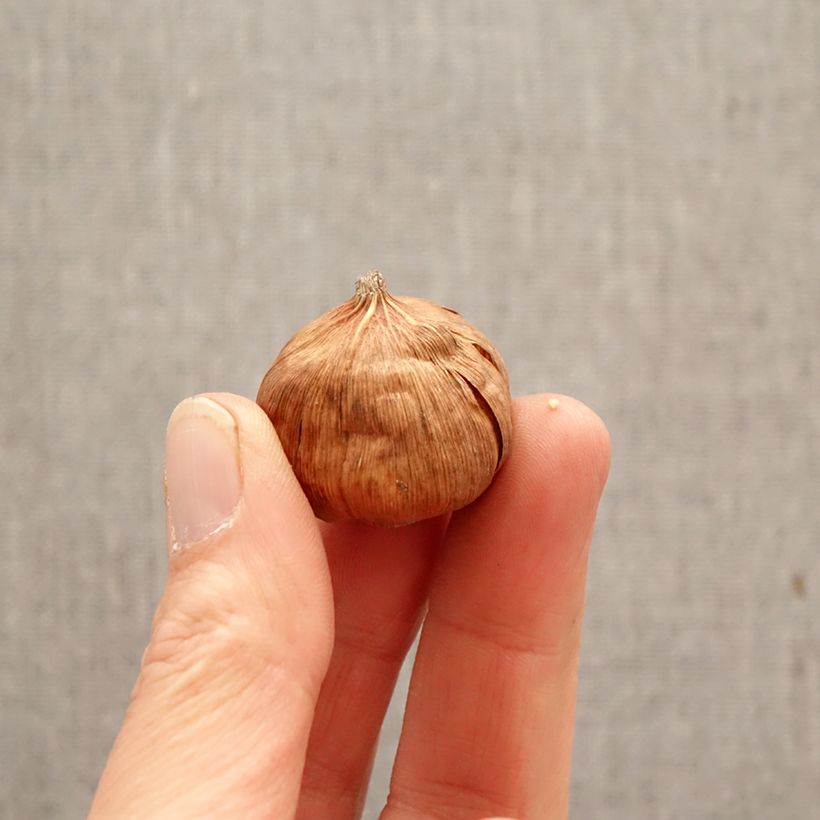 Gladiolus callianthus - Abyssinian gladiolus Bulb size 8+ sample as delivered in spring