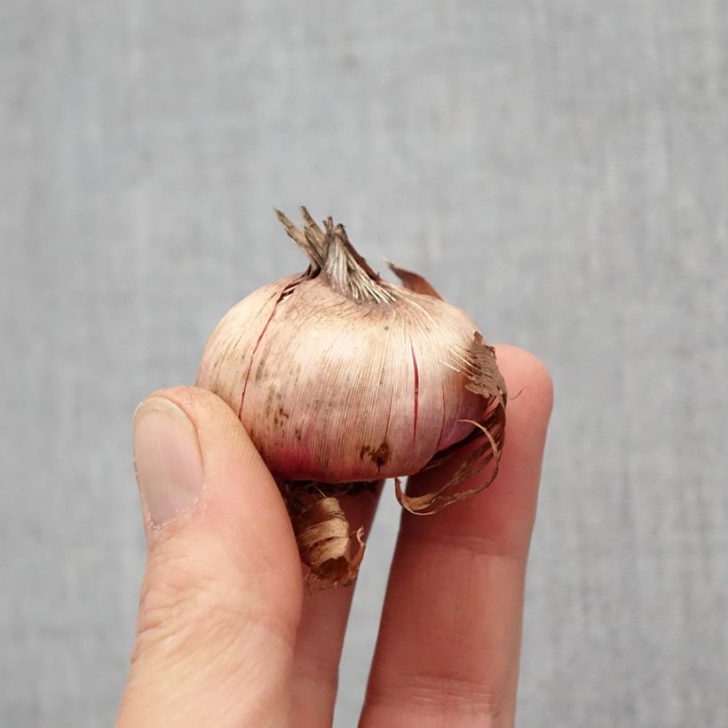 Gladiolus Flevo Laguna - Sword Lily Bulb size 12/14 sample as delivered in spring