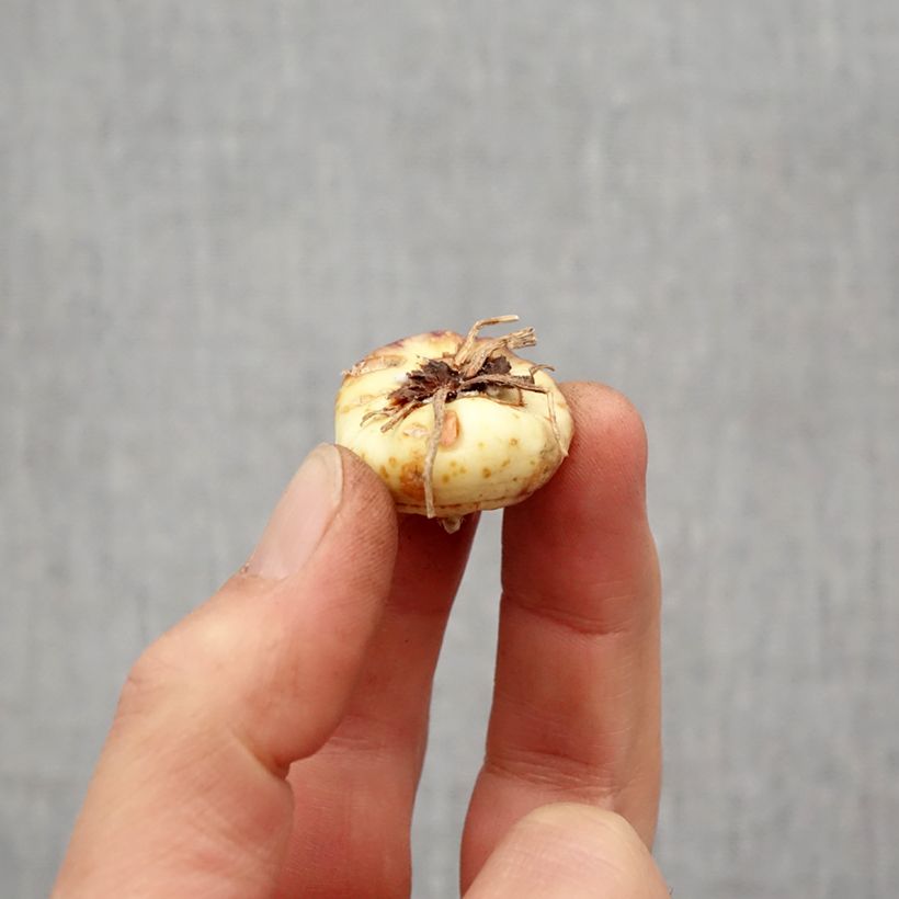 Gladiolus Robinetta - Sword Lily Bulb size 10+ sample as delivered in spring