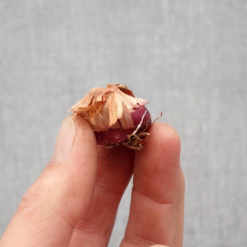 Gladiolus Flevo Vito - Sword Lily Bulb size 12+ sample as delivered in spring