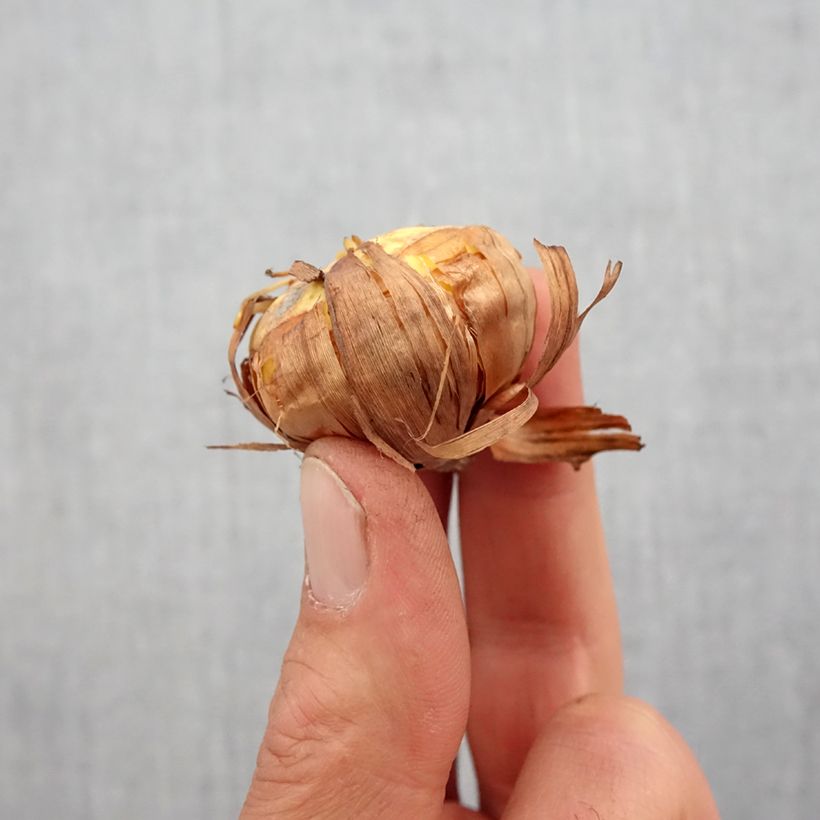 Gladiolus Carine - Sword Lily Bulb size 10+ sample as delivered in spring
