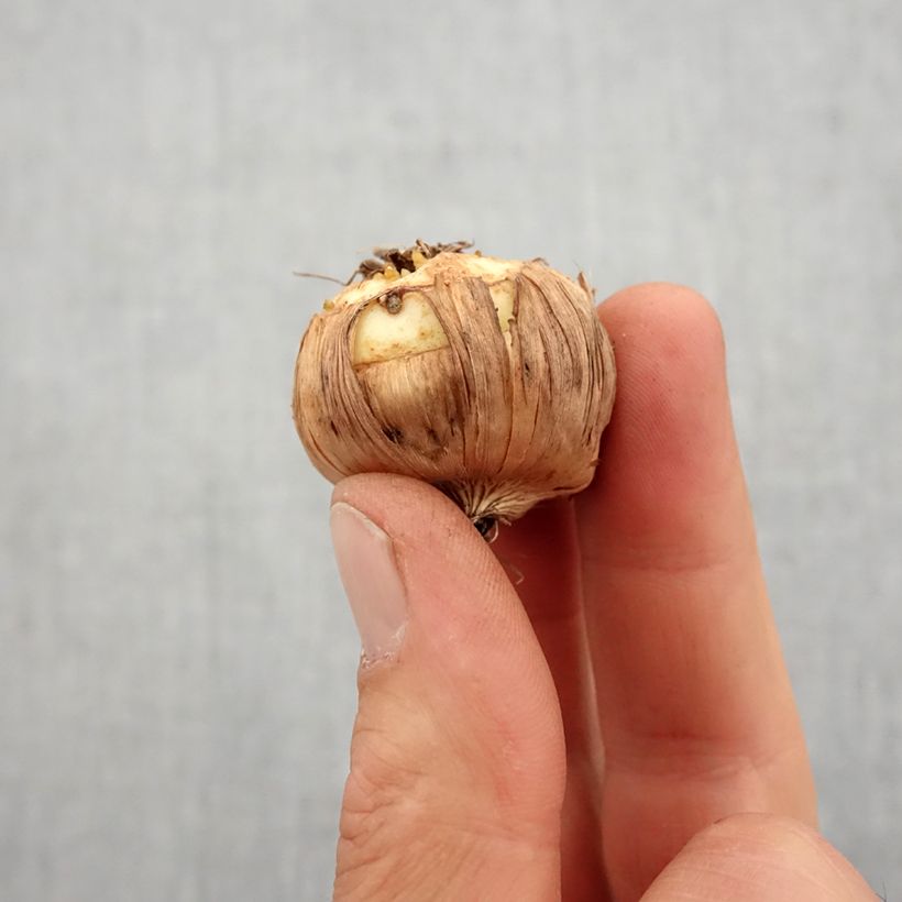 Gladiolus Halley - Sword Lily Bulb size 10+ sample as delivered in spring