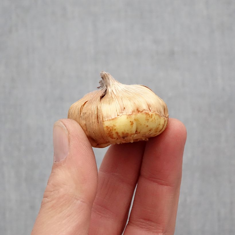 Gladiolus primulinus Angel Kisses - Sword Lily Bulb size 8+ sample as delivered in spring