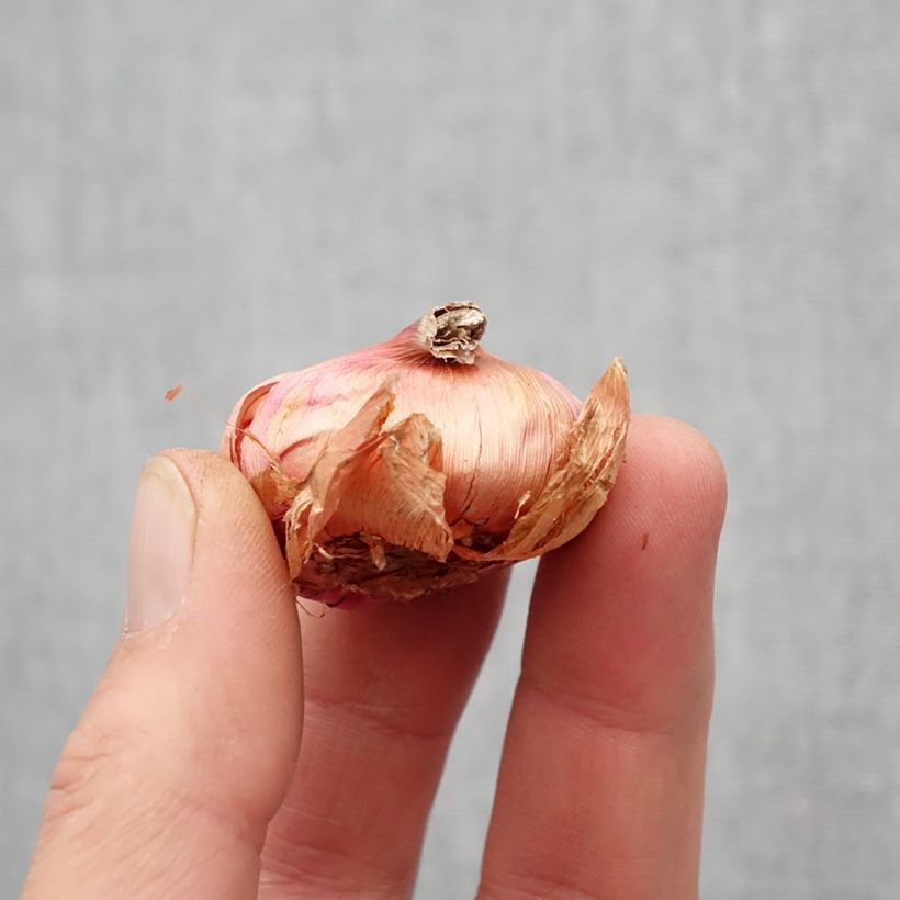 Gladiolus primulinus Atom - Sword Lily Bulb size 8+ sample as delivered in spring