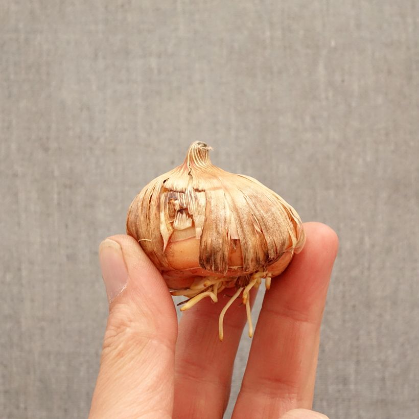 Gladiolus grandiflorus Priscilla - Sword Lily Bulb size 14+ sample as delivered in spring