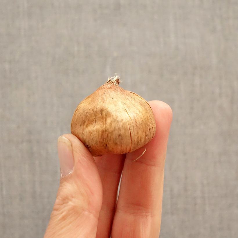 Gladiolus Vandohla - Sword Lily Bulb size 12/14 sample as delivered in spring