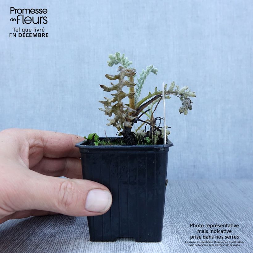 Glaucium flavum 8/9 cm pot sample as delivered in winter