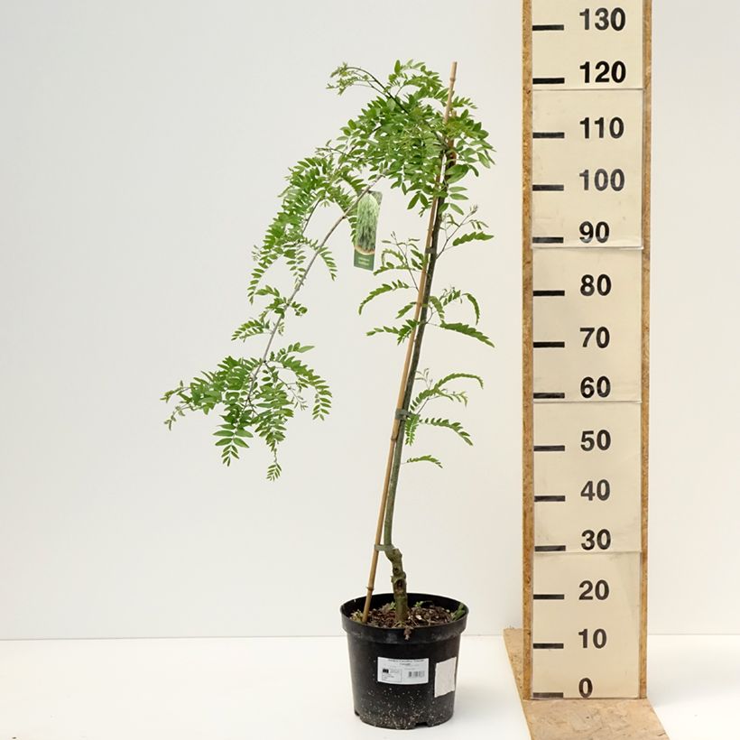 Gleditsia triacanthos var. inermis Emerald Cascade - Thornless Honeylocust 7.5L/10L pot, Standard sample as delivered in spring