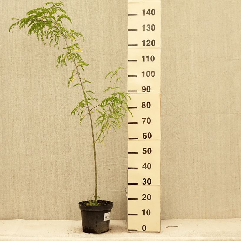 Gleditsia triacanthos - Thornless Honeylocust 4L/5L pot sample as delivered in summer