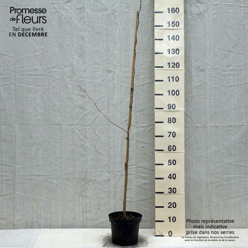 Gleditsia triacanthos - Thornless Honeylocust 4L/5L pot sample as delivered in winter