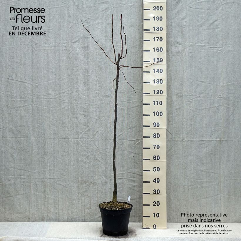Gleditsia triacanthos f. inermis SKYLINE - Honeylocust 7.5L/10L pot sample as delivered in autumn