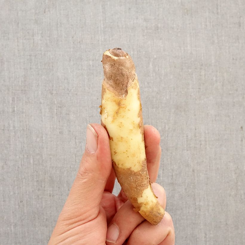 Gloriosa superba Rothschildiana - Glory Lily Bulb sample as delivered in spring