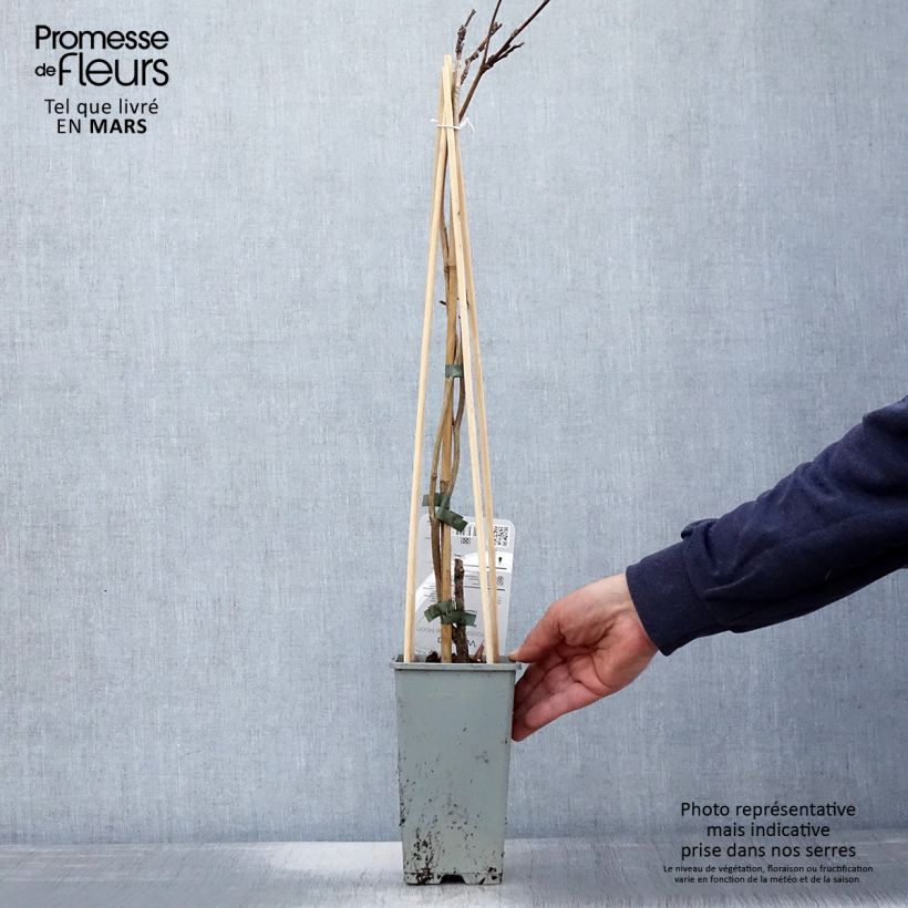 Wisteria frutescens var. macrostachya Blue Moon 2L/3L pot sample as delivered in spring