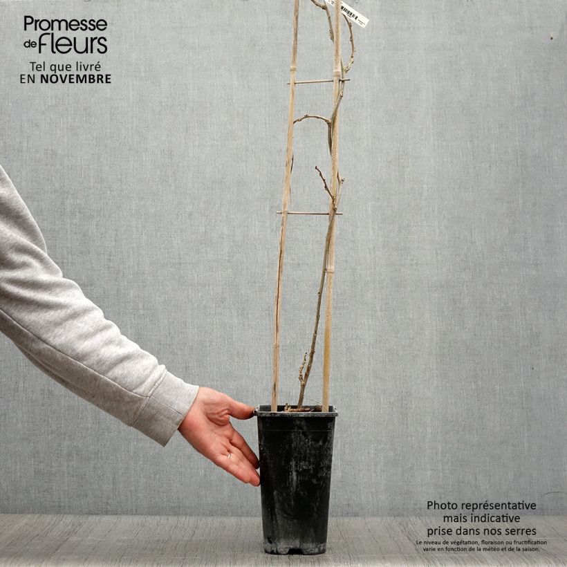 Wisteria sinensis Blue Line 2L/3L pot sample as delivered in autumn