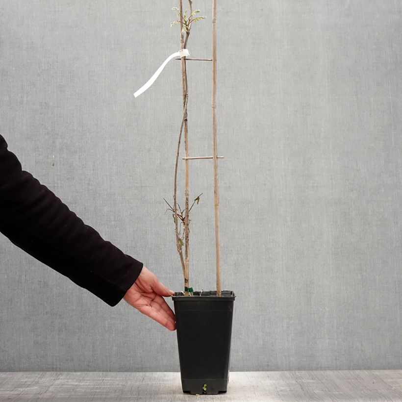 Wisteria sinensis Blue Line 2L/3L pot sample as delivered in spring